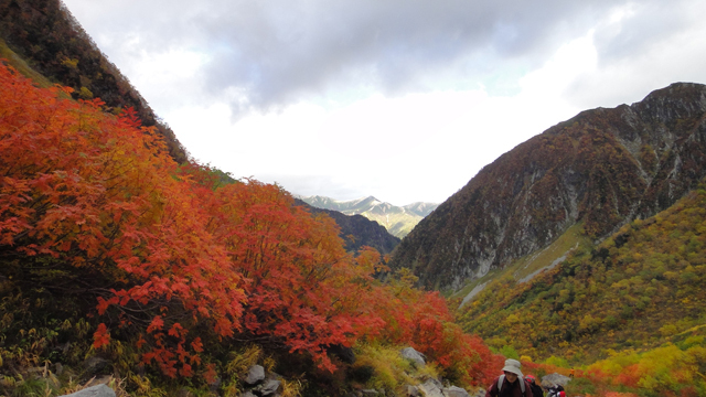 美しい紅葉